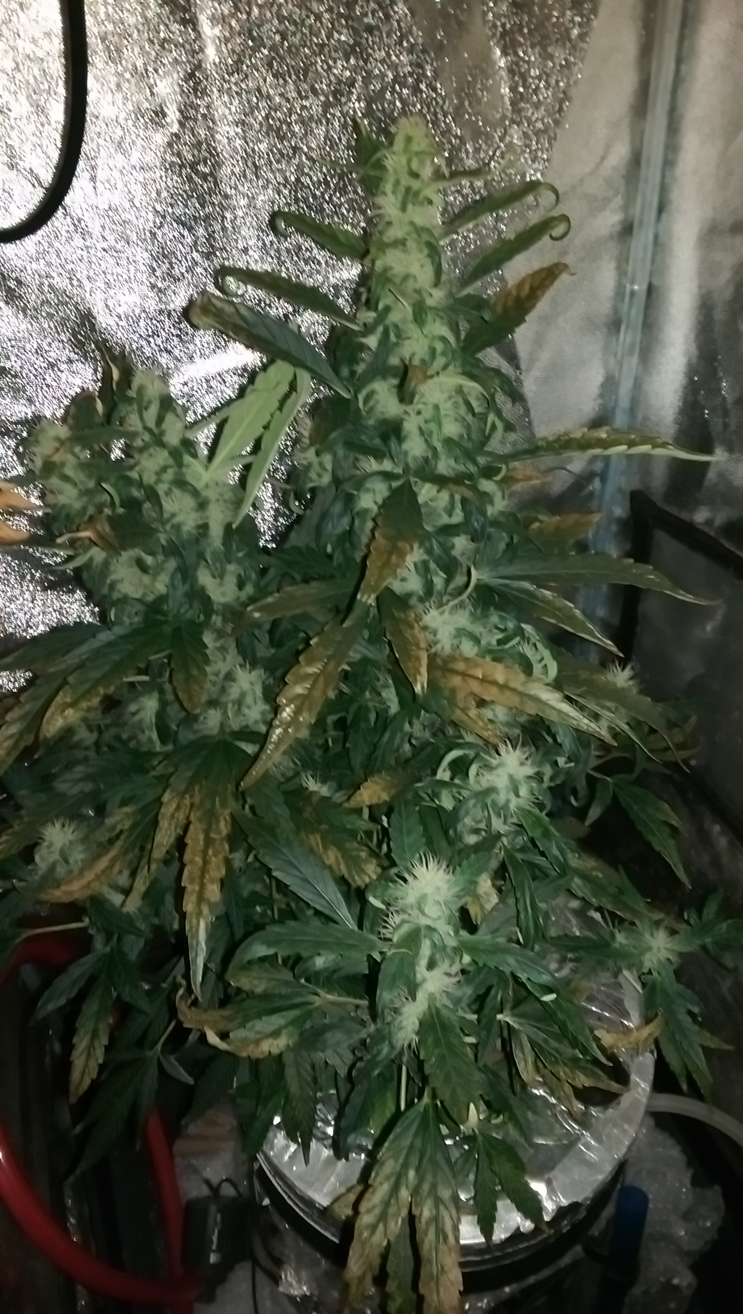 IMAG1204.jpg