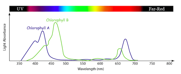 Chlorophyll-Absorption-Spectrum.png