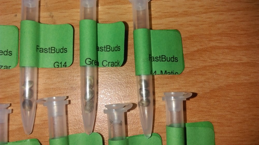 2017-spring-seeds-fastbuds-jpg.701217
