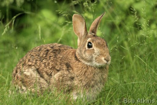 rabbit_IMG_0157.JPG