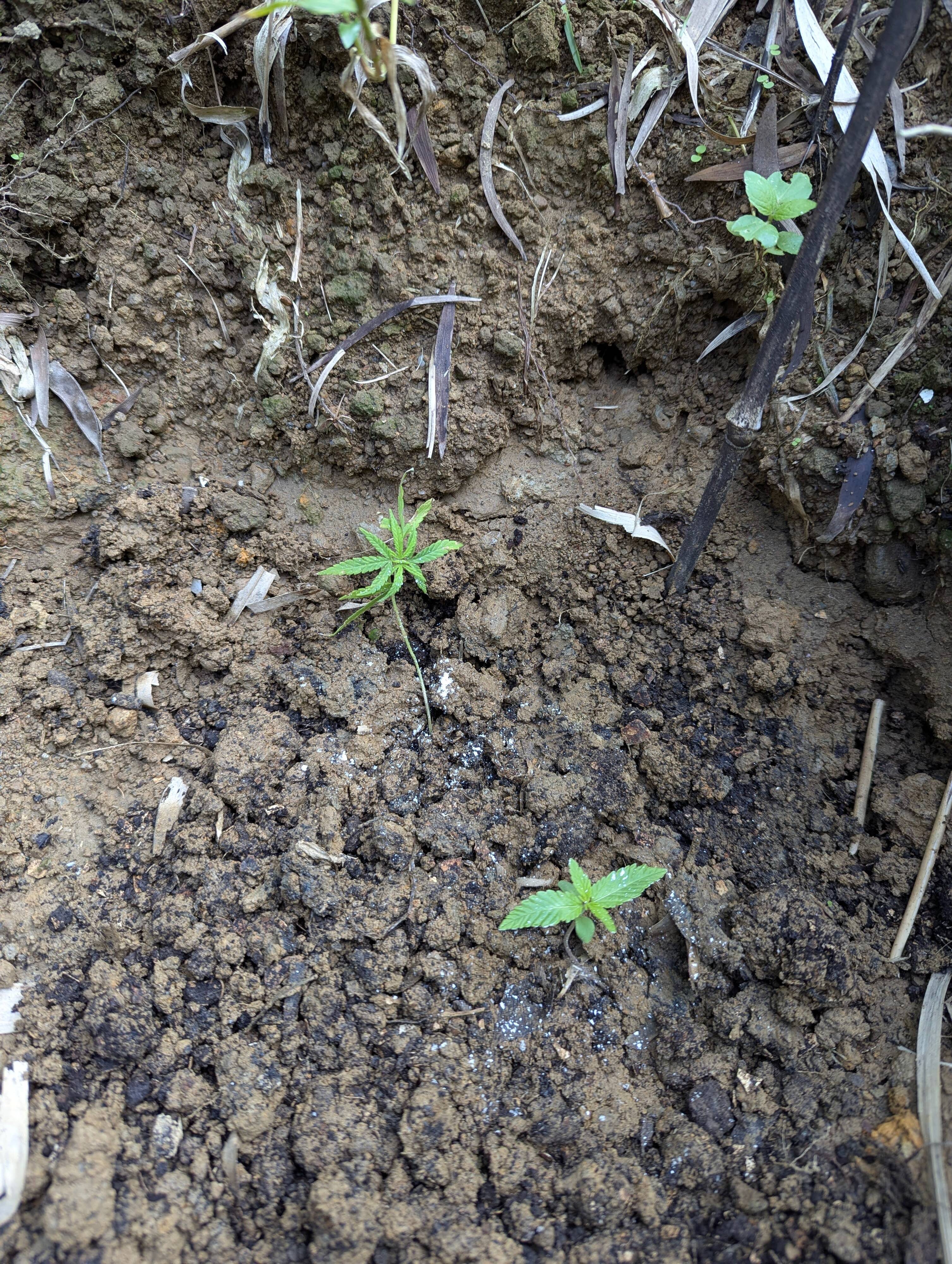 Haze & Auto Amnesia 1.jpg