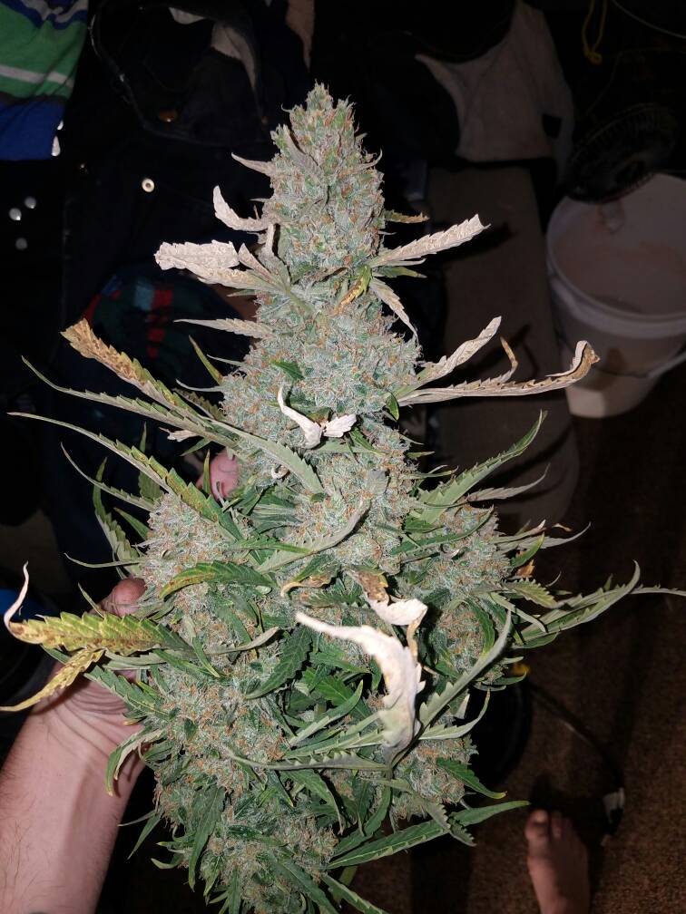 dcce3d3bab08388cf0889d41ec0ba8a4.jpg