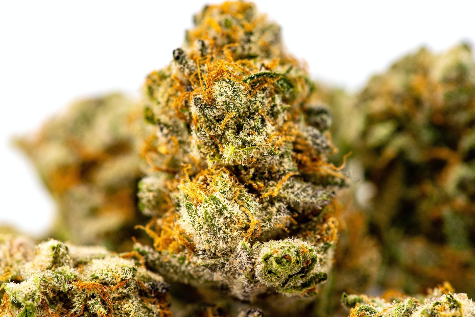 themarijuanaherald.com