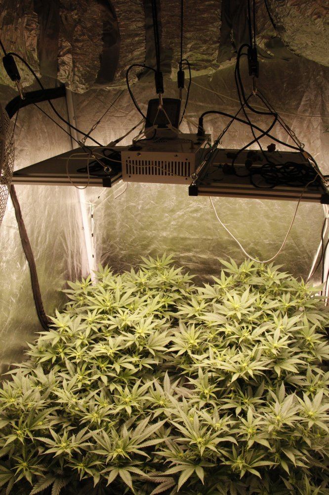 www.thcfarmer.com