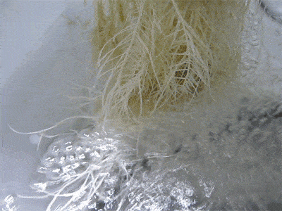 DWC-Plant-with-Roots-sm.gif