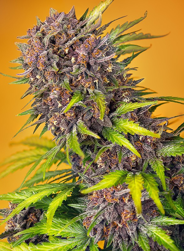 Diablo Rojo XL Auto® - New Marihuana Seeds 2024