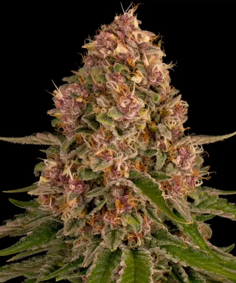 www.barneysfarm.com