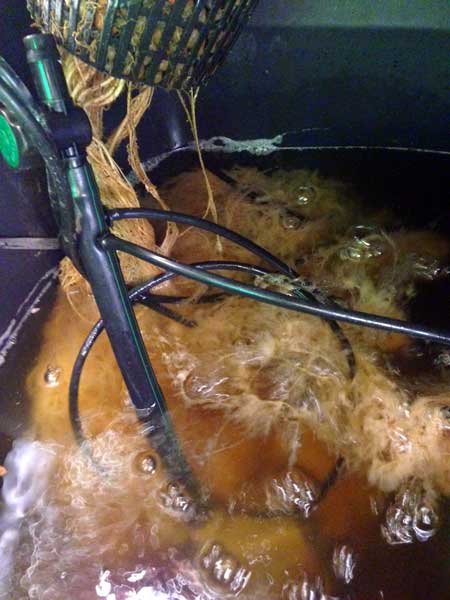 root-rot-slime-sm.jpg