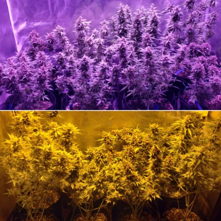 www.growweedeasy.com