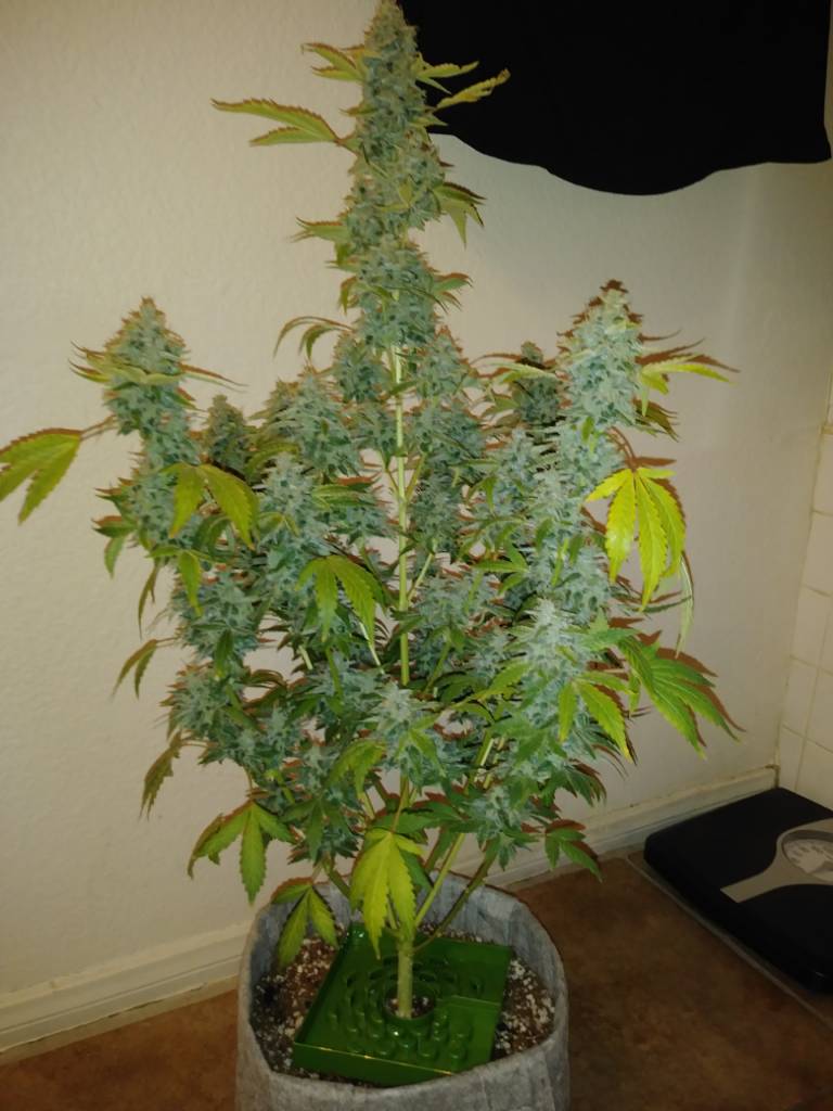 420b8188af713036b986fd27a9081bc7.jpg