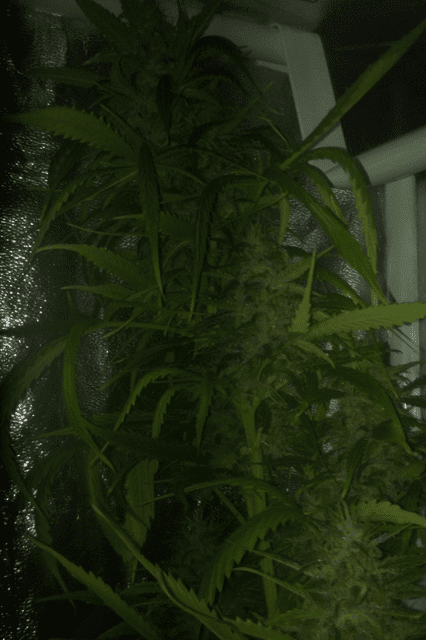 image-24-png.609792