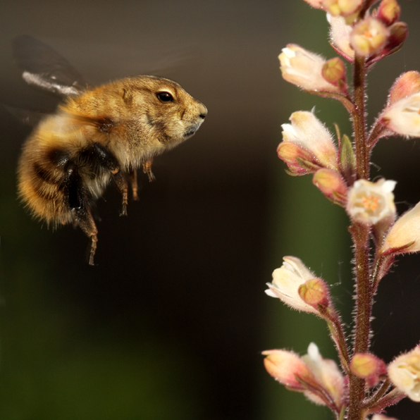 guinea_bee_by_oatsie77-d4tpg6s.jpg