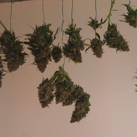 growdiaries.com