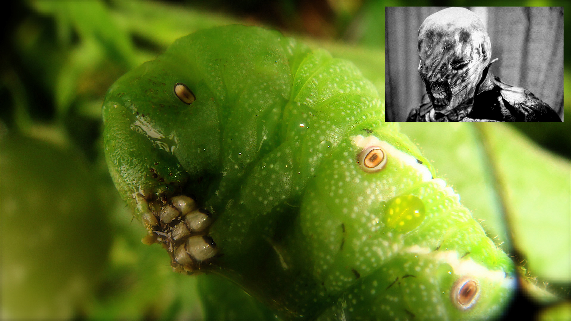 Hornworm-and-the-chatterer.jpg