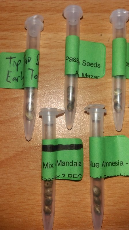 2017-spring-seeds-dp-moc-man-tt-jpg.701219
