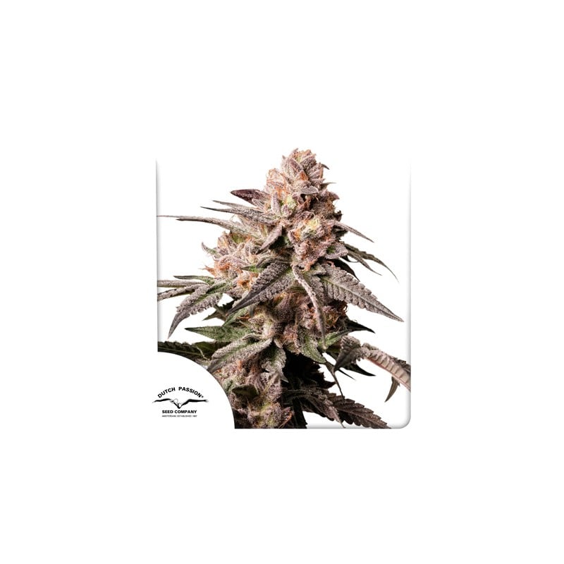 dutch-passion.com