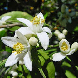 neroli.jpg