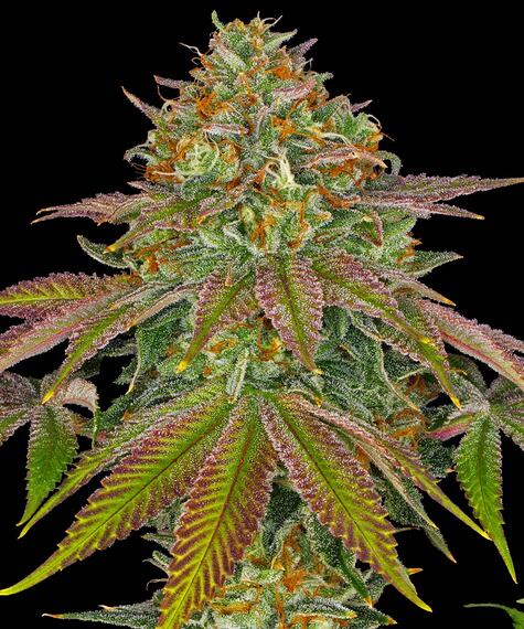 www.barneysfarm.com