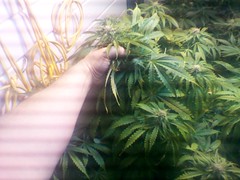 12571445405_0bcd29452a_m.jpg
