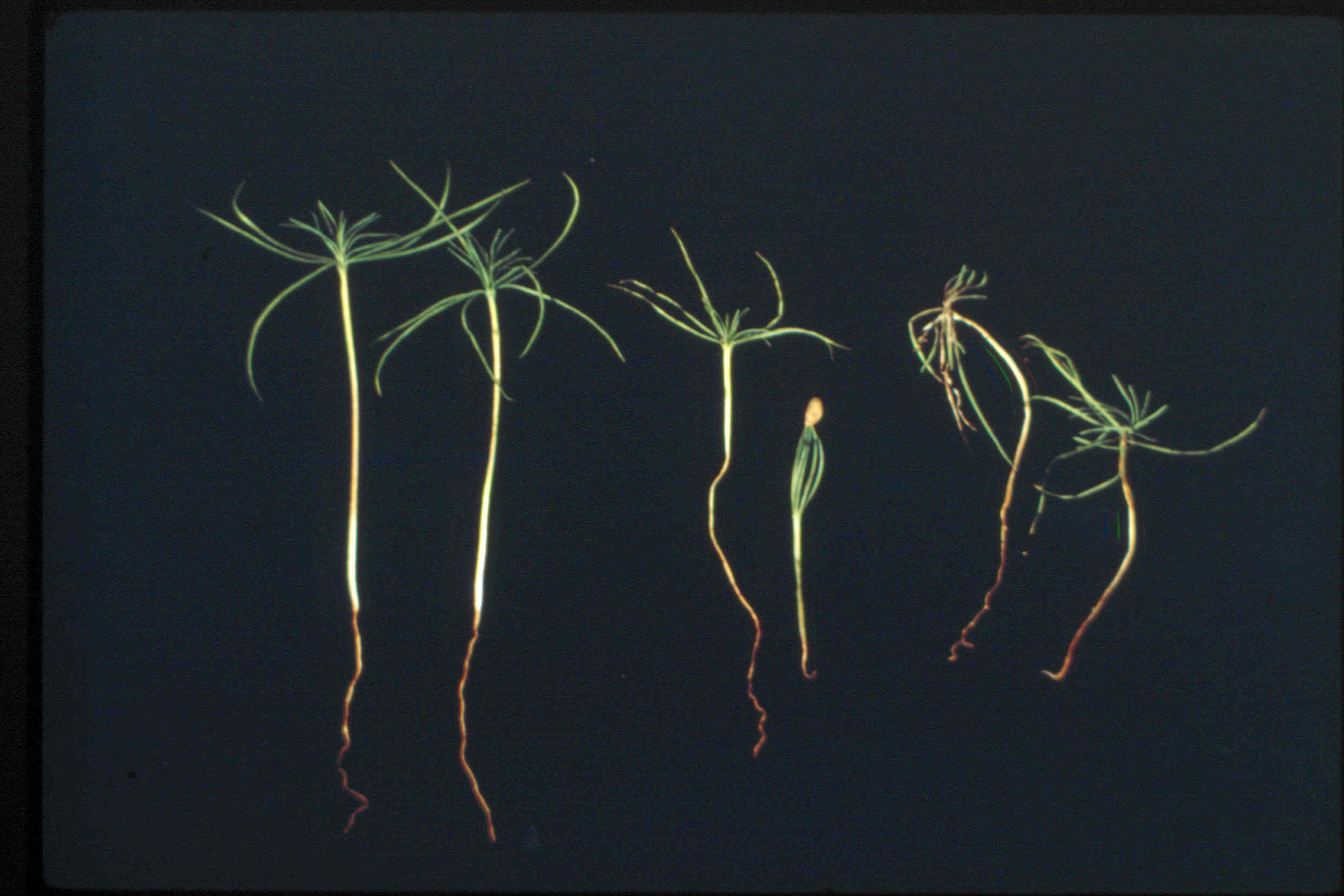 Pythium-damping%20off.jpg
