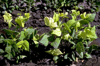 11-14-Deficiency-symptoms-1-RON.jpg