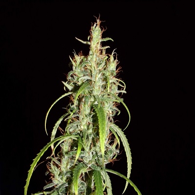 www.aceseeds.org
