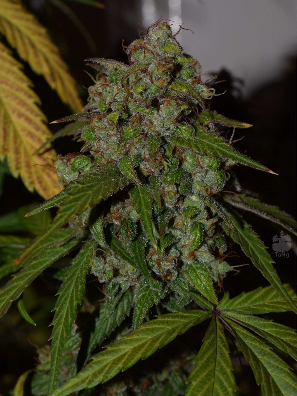 2406cdedcde8ef0443167ecd70689c71.jpg