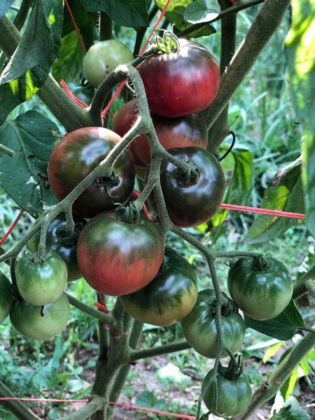 bountyhunterseeds.com
