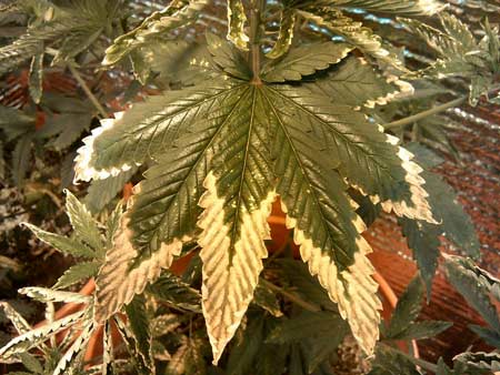 ultra-cannabis-nutrient-burn-sm.jpg