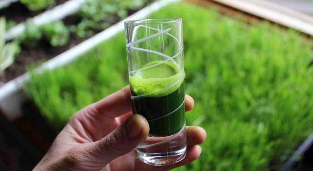 foods-platelets-wheatgrass.jpg