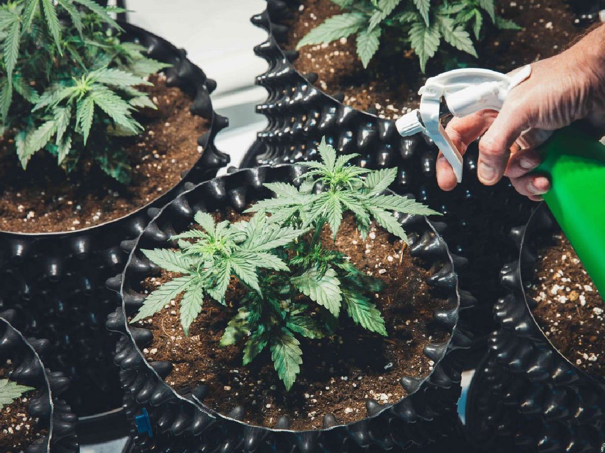 www.pacificseedbank.com