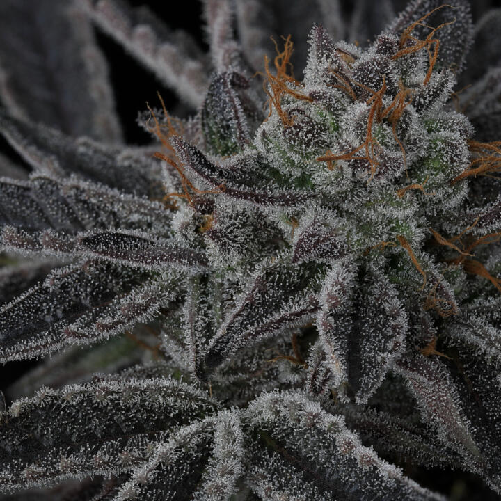 twenty20mendocino.com