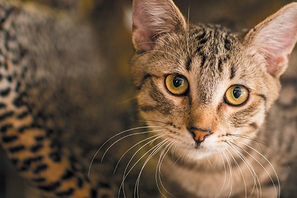www.catster.com