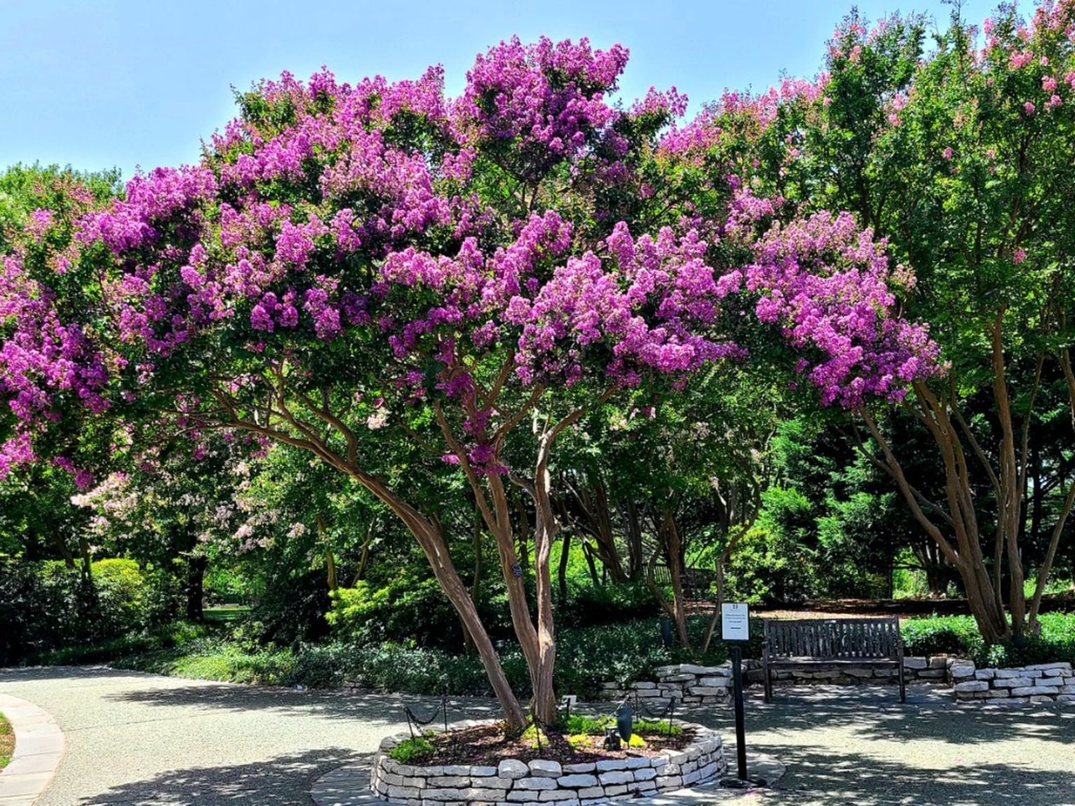 purple-crepe-myrtle-1536x1152.jpg