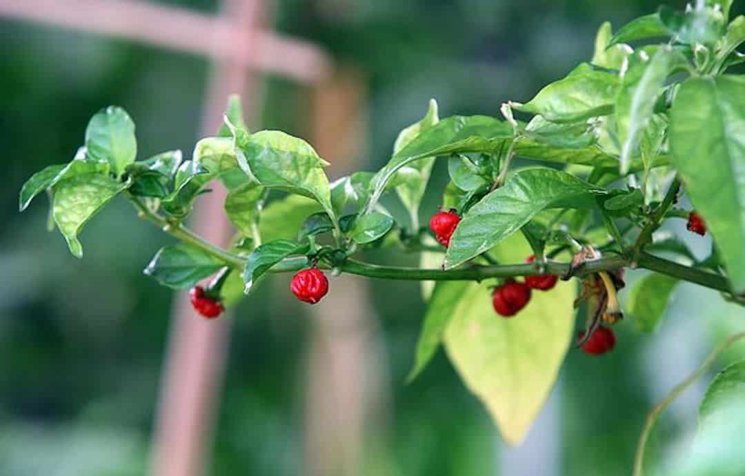 www.pepperscale.com