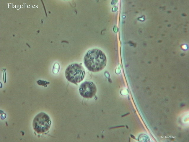 Flagellates%20multiple%20flagella%20text.jpg