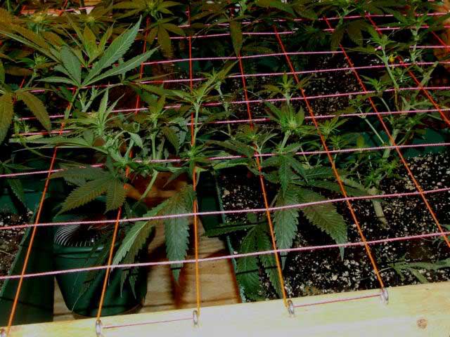 real-scrog-training.jpg