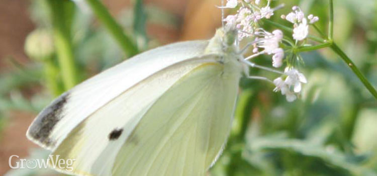 cabbage-white-2x.jpg