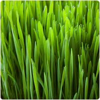 wheatgrass.jpg