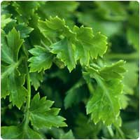 parsley.jpg