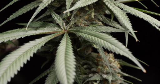 www.humboldtseeds.net