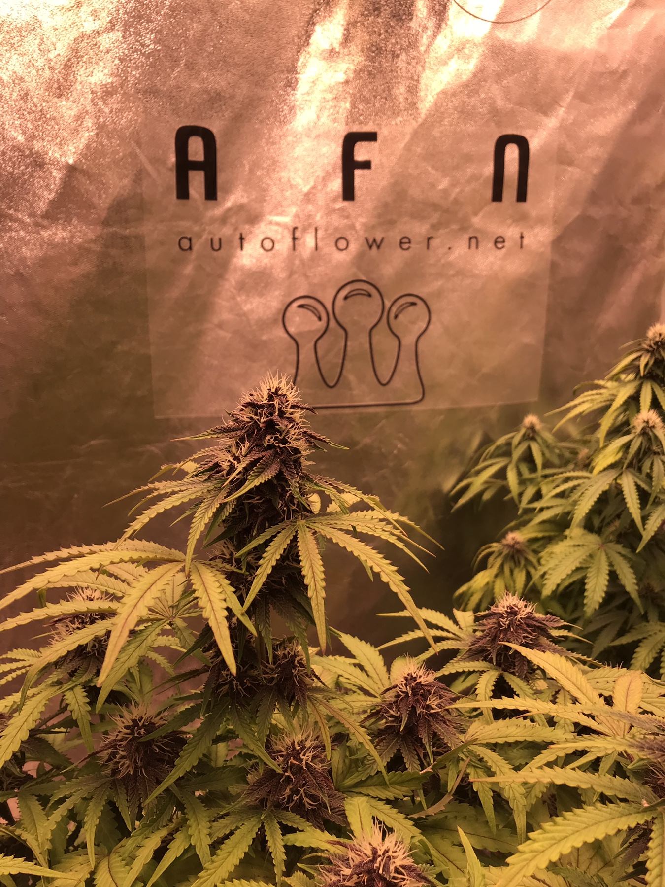 b9a19af6d669af71e47d16303980997a.jpg
