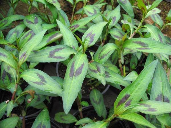 Vietnamese%2BCorianderPersicaria%2Bodorata.jpg