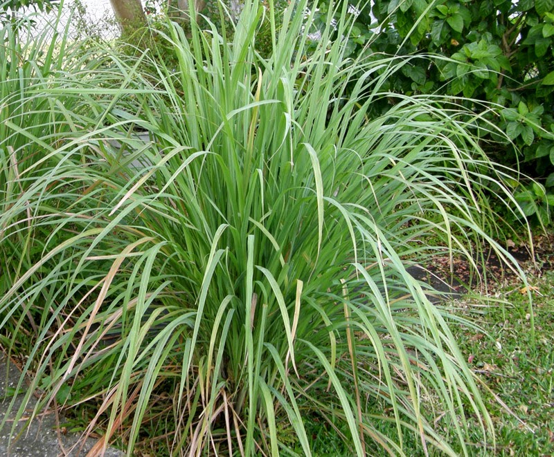 Lemongrass_plant.jpg