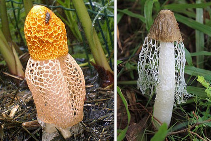 mushrooms.jpg