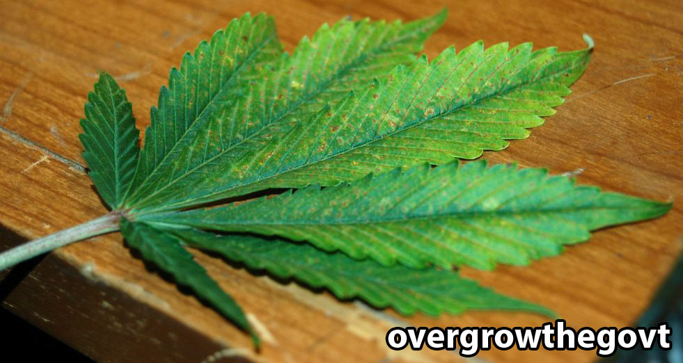 cannabis-calcium-deficiency.jpg