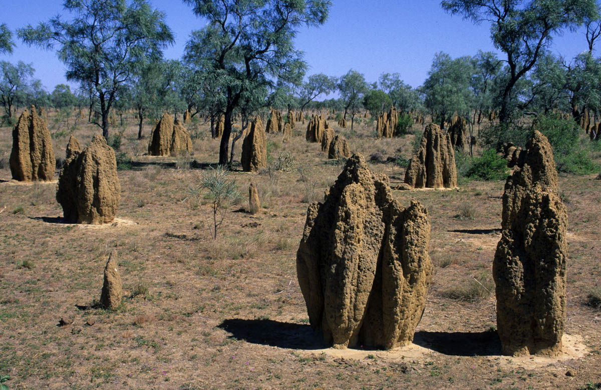 Termite-mounds-near-Derby-Kimberley-WA.jpg