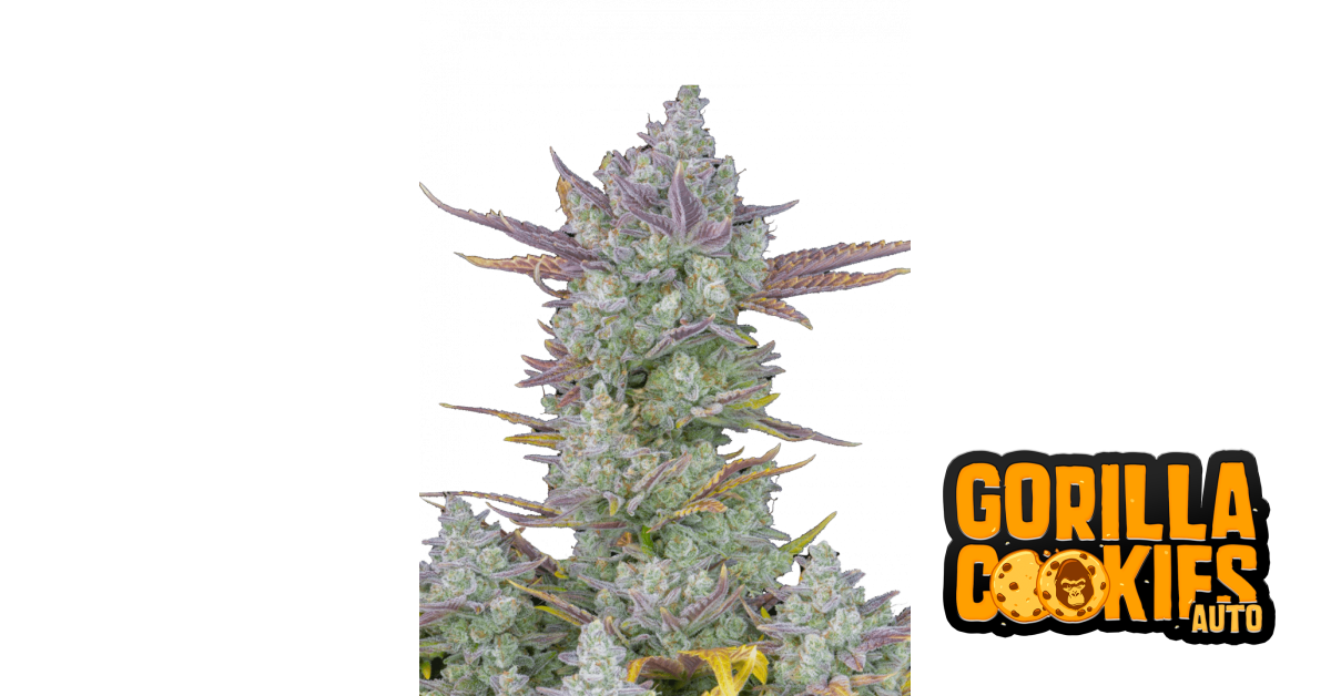 fastbuds.com