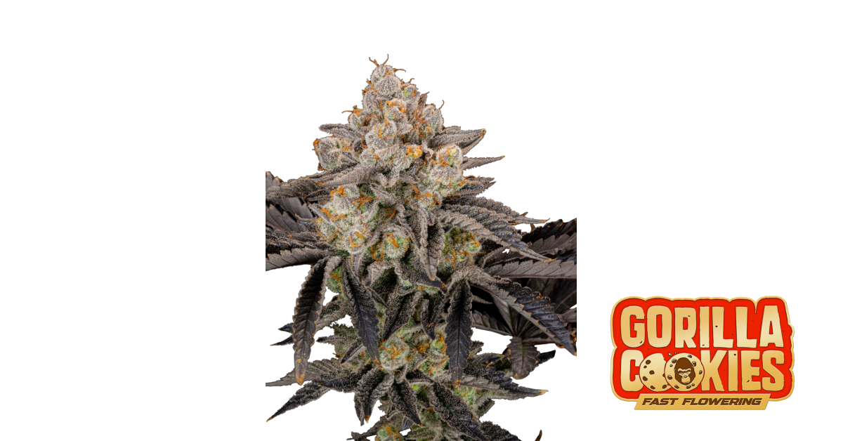 fastbuds.com