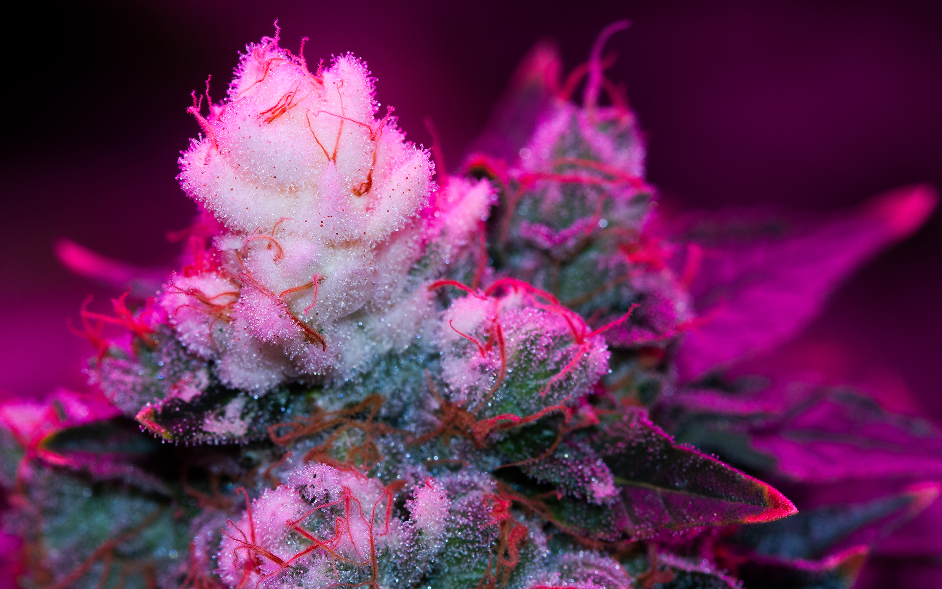 www.leafly.com